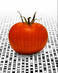 GMO