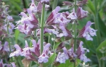 Žalfija  (Salvia officinalis)