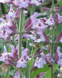 Žalfija  (Salvia officinalis)