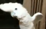 Gangnam papagaj