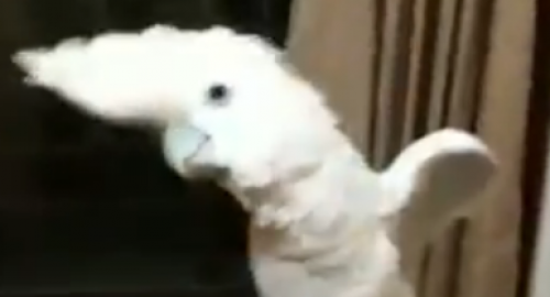 Gangnam papagaj