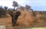 Slon napada