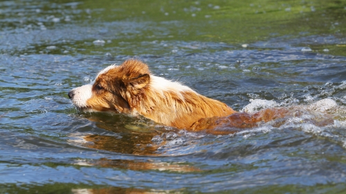 Pas u vodi