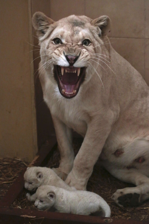 Beli lavovi / Foto: Reuters
