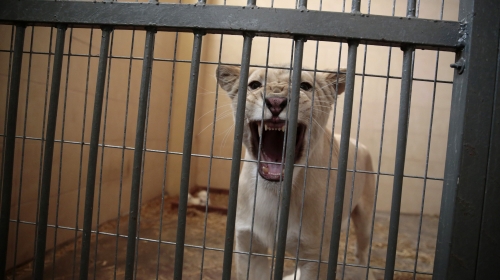 Beli lavovi / Foto: Reuters