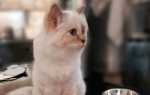 Šupet Mačka Karl Lagerfeld | Foto: Profimedia