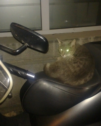 Mačka spava na mopedu