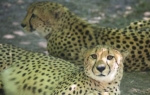 Gepardi Hava i Svam, novi stanovnici Beogradskog Zoo vrta