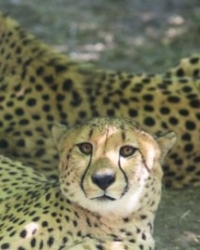 Gepardi Hava i Svam, novi stanovnici Beogradskog Zoo vrta