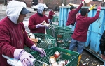 Zaposleni u supermarketima bacaju u kontejnere oštećene prehrambene namirnice...