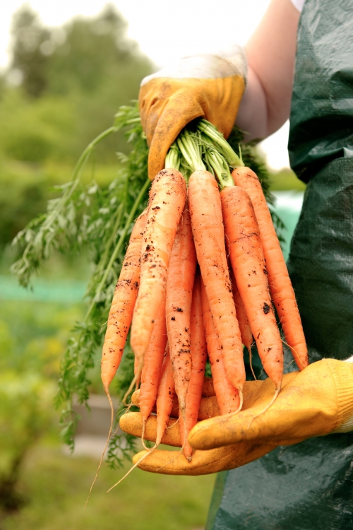 Organsko povrće poput  šargarepe i cvekle posebno je zahvalno jer je od 30 do 50 odsto  skuplje na tržištu