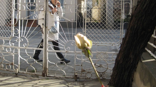Jutros mi je ruža procvetala / Foto: Biljana Nenković