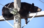 Medved zaspao na dalekovodu Foto: Profimedia.rs