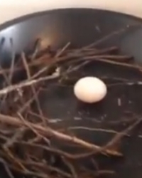 Golub jaje