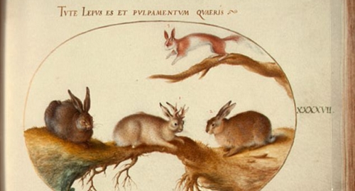 Zaraženi zečevi su bili izvor mitova i legendi