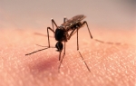 Komarci, komarac / Foto: Profimedia
