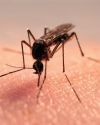 Komarci, komarac / Foto: Profimedia
