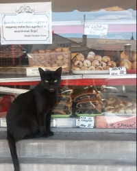 Maca strpljivo pozira