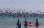 Na hiljade pelikana se stuštilo u plićak
