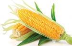 Oko 40 odsto kukuruza nije za ishranu