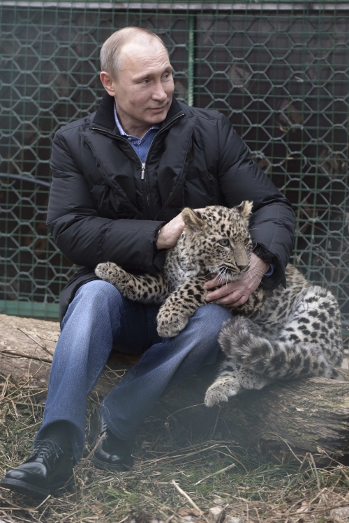 Putin mazi leoparda