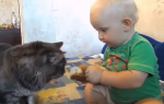 beba i mačak