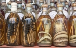Škorpije i zmije u flašama