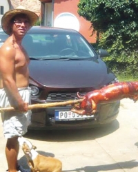 Okretalo se u  Požarevcu...