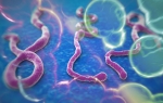 Virus ebole