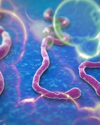 Virus ebole