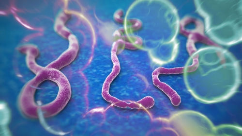 Virus ebole