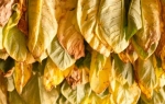 Duvan pokrivalica | Foto: Profimedia