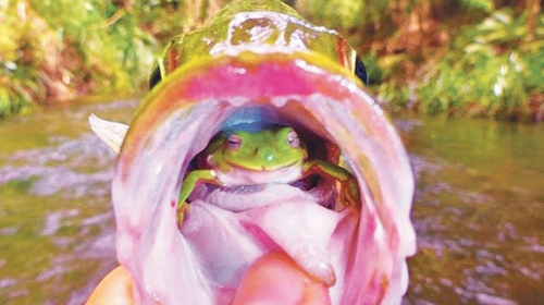U ustima ribe bila je živa žaba!