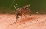 Komarci će nas najviše gnjaviti u Beogradu i Vojvodini