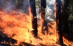 Šumski požar / foto Profimedia