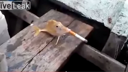 Riba puši cagaru