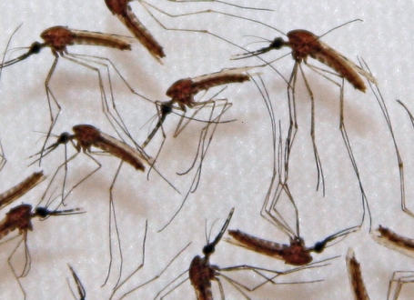 Od virusa koji prenose  komarci dosad umrlo 18 osoba