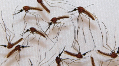 Od virusa koji prenose  komarci dosad umrlo 18 osoba