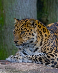 Amur leopard