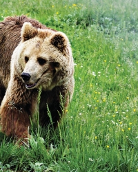 Medved otkriven u blizini  srpko-mađarske granice Santovo - Bački breg