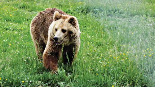 Medved otkriven u blizini  srpko-mađarske granice Santovo - Bački breg