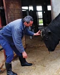 Jedan elitni bik za samo  nedelju dana proizvede  spermu vrednu  75.000 dolara