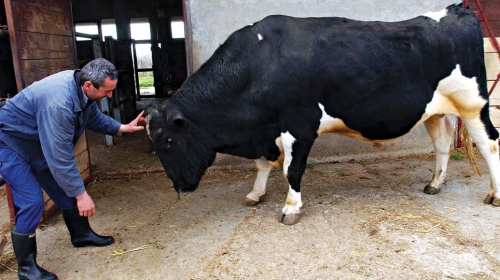 Jedan elitni bik za samo  nedelju dana proizvede  spermu vrednu  75.000 dolara