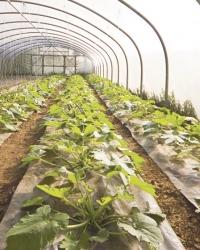 Veliki izum učenika iz Pirota