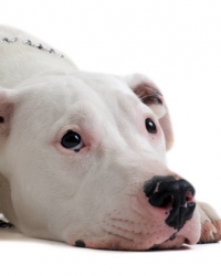 dogo argentino