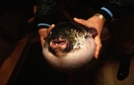 Fugu riba