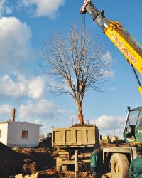 Busen sa korenom težio  je više  od 10 tona