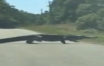 aligator na putu
