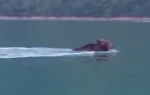 Medved pliva u jezeru