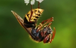 Stršljen koji proždire ostatke obične pčele